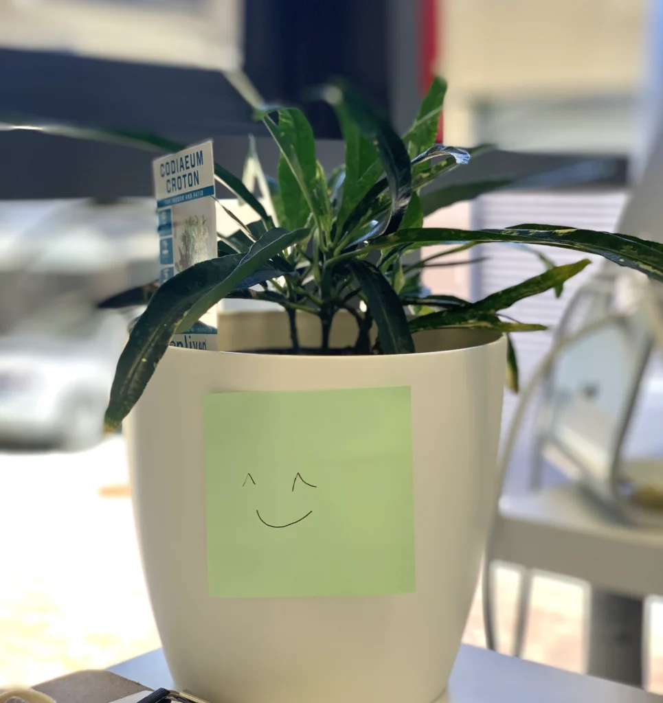 plant in the office